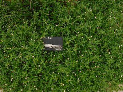 Ground Cover