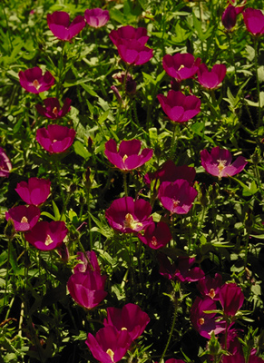 Callirhoe involucrata