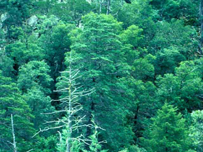 Cupressus arizonica