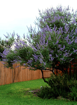 Vitex agnus-castus