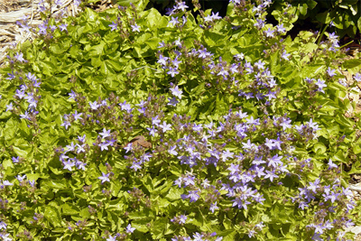 Campanula carpatica