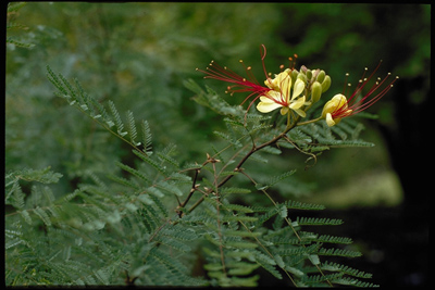 Caesalpinia gilliesii