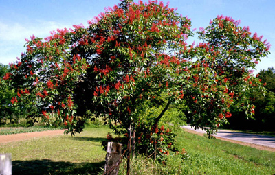 Aesculus pavia