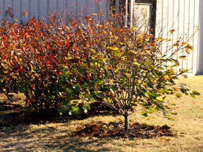 Rhamnus caroliniana