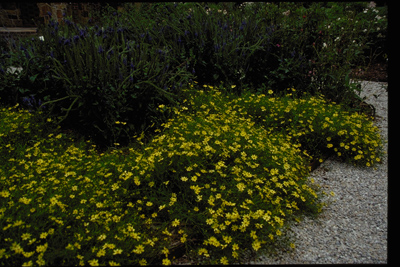 Coreopsis verticillata