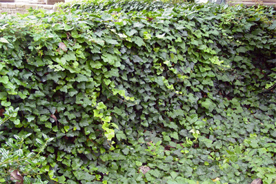 Hedera helix