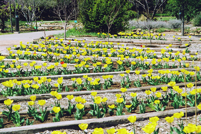 Tulipa sp.