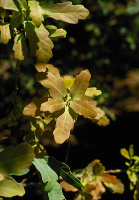 Quercus glaucoides