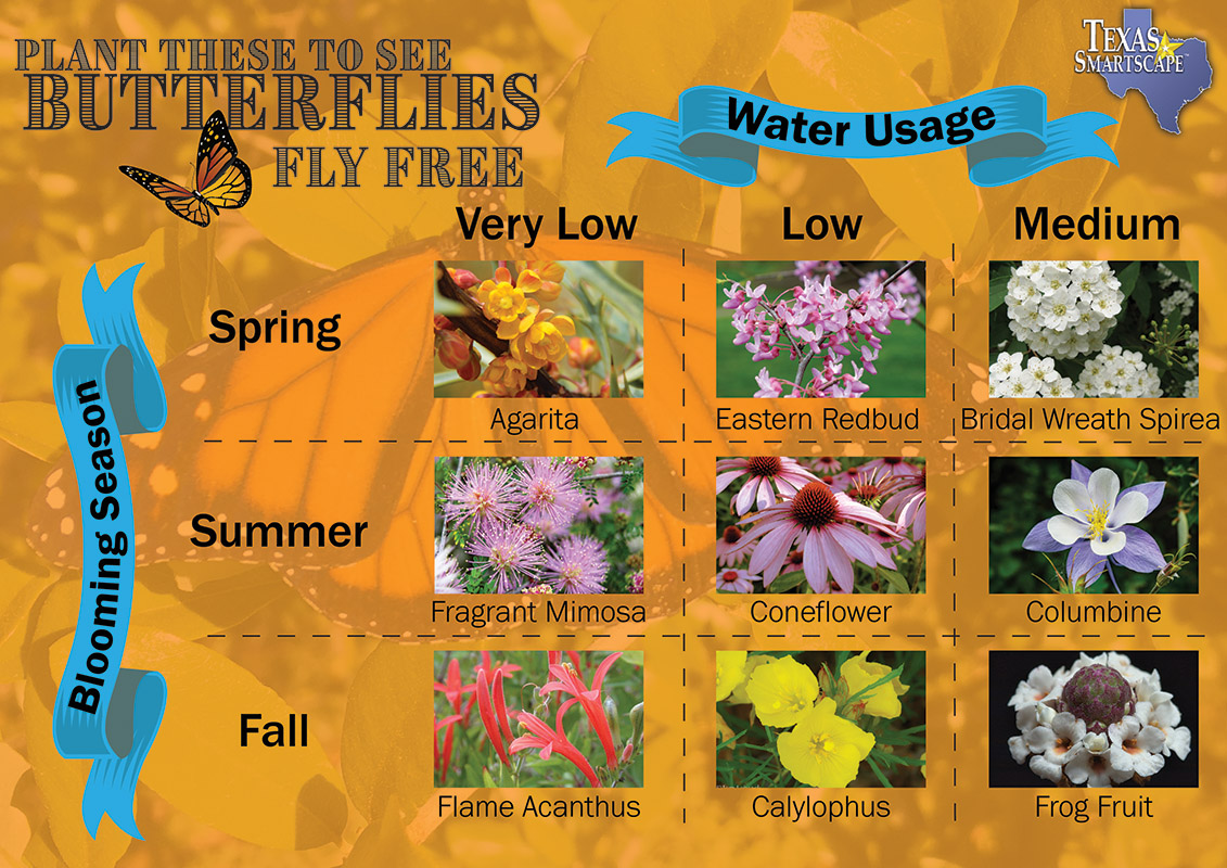 Butterfly-friendly plants