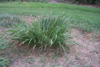 Tripsacum dactyloides