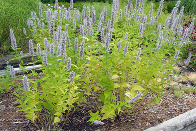 Agastache foeniculum