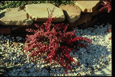 Berberis thunbergii Crimson