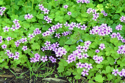 Oxalis tetraphylla