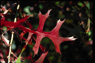 Quercus buckleyi