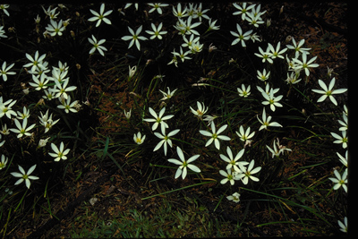 Zephyranthes spp.