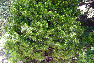 Buxus microphylla