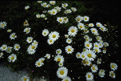 Leucanthemum vulgare
