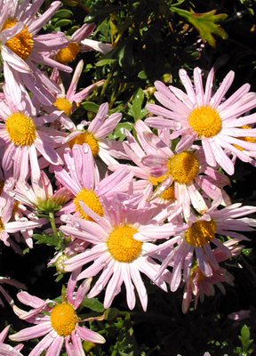 Chrysanthemum x. rubellum Clara Curtis