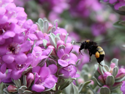 Bee buzzing around a Bee Sage Flower