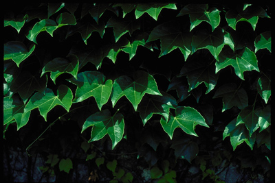 Parthenocissus tricuspidata