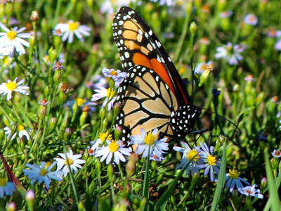 Monarch Butterfly on flower