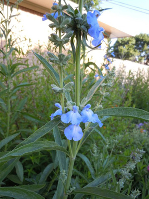 Salvia azurea
