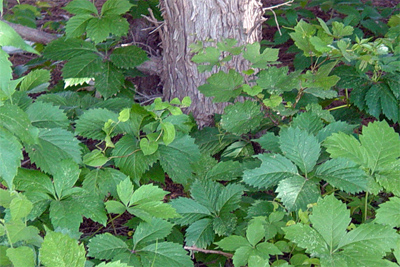 Parthenocissus quinquefolia