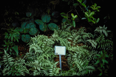Athyrium niponicum Pictum