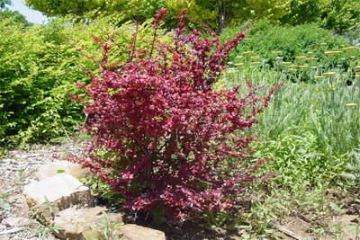 Berberis thunbergii Crimson Pygmy
