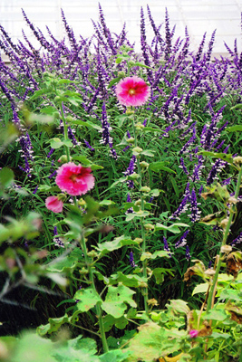 Salvia leucantha