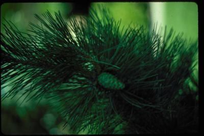 Pinus thunbergiana