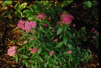 Spiraea spp.