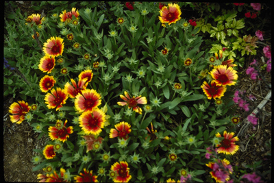 Gaillardia x. grandiflora