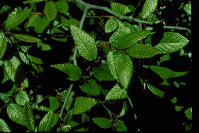 Ulmus crassifolia