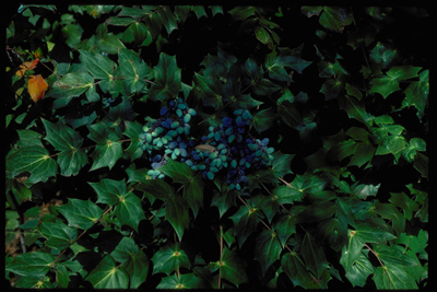 Mahonia bealeii