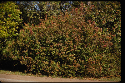 Cornus drummondii