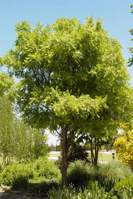 Sapindus drummondii