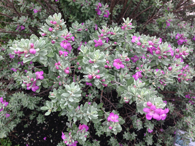 Leucophyllum candidum Silver Cloud