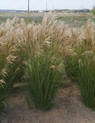 Miscanthus sinensis Gracillimus