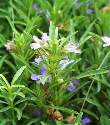 Dyschoriste linearis