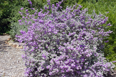 Leucophyllum frutescens