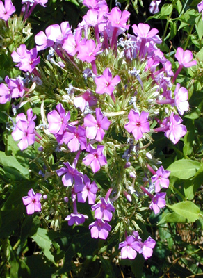 Phlox paniculata