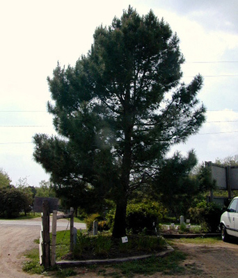 Pinus eldarica