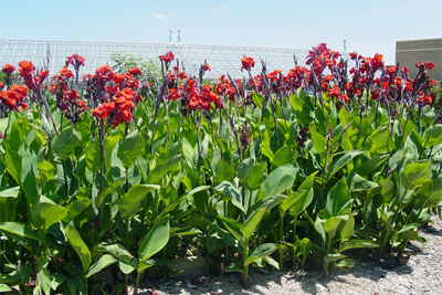 Canna spp.