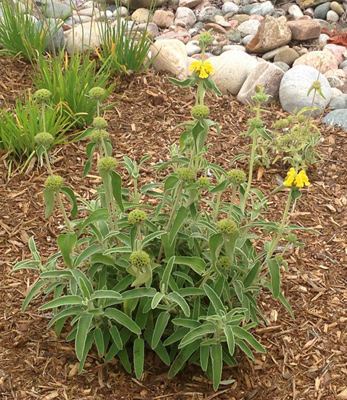 Phlomis fruticosa