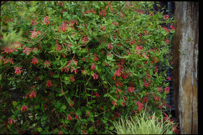 Lonicera sempervirens
