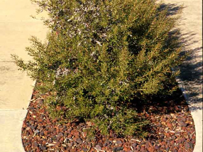 Myrica pusilla