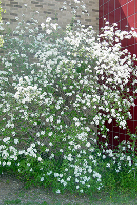 Spiraea x vanhouttei