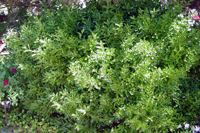 Euonymus kiautschovicus Manhattan