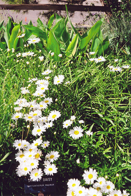 Leucanthemum x. superbum